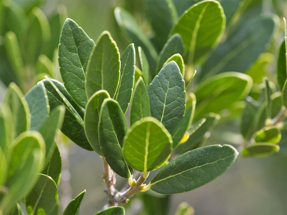 Phillyrea latifolia